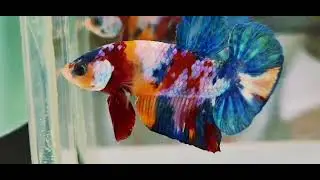 Multi color koi galaxy betta