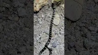 Saved a kingsnake from getting smashed! #adventure #snake #arizona #herping #kingsnake #reptiles