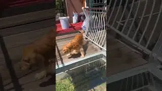 Lovely Dogs scared to walk through glass bridge 🥰