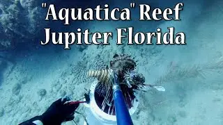 Scuba Diving and a Lion Fish 4K Video