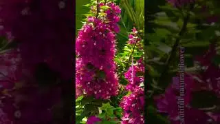 Beautiful flower shorts video #flower #terracegardenindia #flowers #plantsofindia #nature #rose