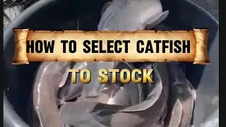 How to Select CATFISH to stock #catfish #fish #aquaculture #catfishfarming #fishfarming 