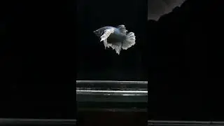 Betta fish chill vibes - Relax your mind - Hide by Le Gang