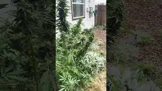 Jet fuel X skunk 1 outdoor marijuana grow #gardening
