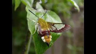 Broad bordered Bee Hawk-moth