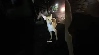 I don't know if they were afraid #potus #potusstreetdog#ytshorts#dog#streetdog