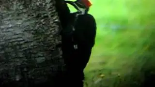 Warren Maine Pileated female on birch