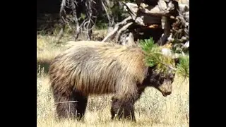 A Yosemite&rsquo;s cinnamon-colored black bear