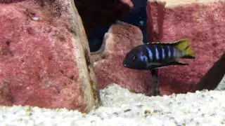 Pseudotropheus elongatus chewere (Чевере)