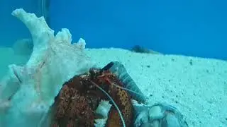 Karwar Marine Fish Aquarium(2)
