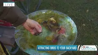 Best ways to attract backyard birds this fall | FOX 9 Good Day