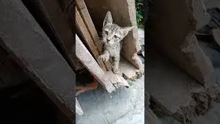 Enna vachu comedy kemedy pannalaya cute Kitty's fun reaction in tamil