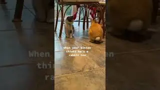 when your kitten acts like a rabbit