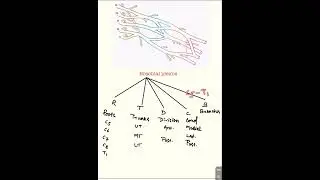#upperlimbanatomy #brachialplexus #anatomy#mbbs#1styearmbbslectures