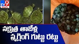 300 Indian star Tortoises seized at Hyderabad - TV9