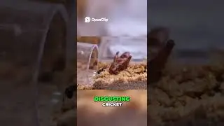 Ant Colony Relocation: Queen's Inspection & Cricket Feast! #ants #antcolony #terrarium
