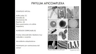 Phylum Apicomplexa