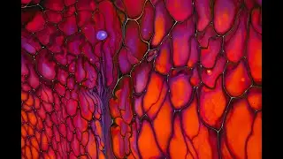 Bloom Swipe with Pearl in Acrylic fluid pouring .  Блум Свайп с жемчужиной в  акриловой заливке.