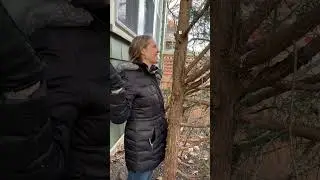 Is Your Tree Too Close To Your Foundation?🌳😩