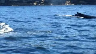 Whales Spotted Off South Head 2 - Pacific Boating - Boat Share Sydney
