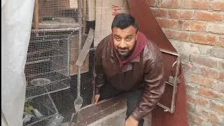 visit small Bird's Shead Budgies parrots Breeding Progress in Lahore| Sj pets lover