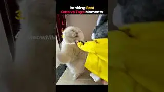 Ranking the BEST Cats vs Toys Moments #shorts #ranking #catshorts