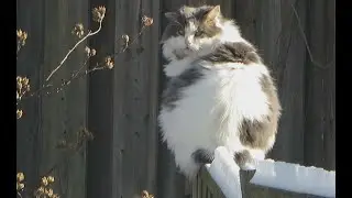 Feral - A Short Documentary For Cat People