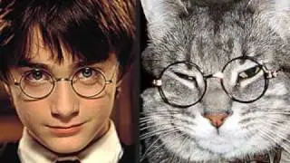 Hollywood Pets vs. Hollywood Stars!