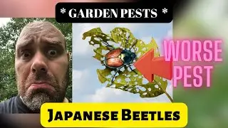 The WORST Garden Pest - Japanese Beetles
