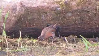 Virginia Rail with chick (Rallus limicola)