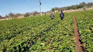 LIMPIA DE FRESA, LOMPOC(CALIFORNIA)🍀🍓🍓|JORGE RIOS🍀✌🏼