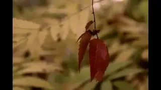 Stills in Motion