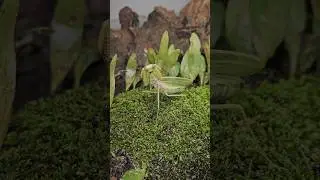 The Green Mantis's Brutal Hunt in the Mini Jungle