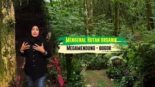 MENGENAL HUTAN ORGANIK MEGAMENDUNG - BOGOR