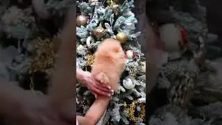 Богатенький Ричи - золотой мальчишка! #померанскийшпиц #золото #милыйщенок #prettypuppy