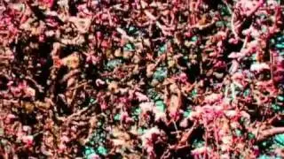 Brilliant Colors - Hey Dan