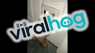 Chunky Bulldog Puppy Struggles to Fit Through Dog Door || ViralHog