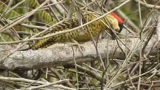 pica pau verde barrado (Colaptes melanochloros)