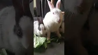 #rabbit #youtubeshorts #bunny #highlights