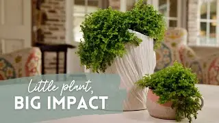 How to Use Moss for Simple Table Top Arrangement | Catherine Arensberg