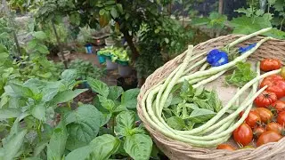 Mengusir hama kutu dengan menggunakan sampah dapur berupa kulit bawang