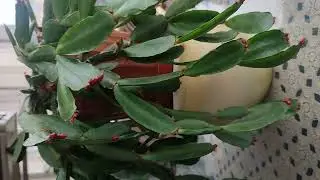 PASKALYA ÇİÇEĞİNİN BAKIMI NASIL OLMALI ✅