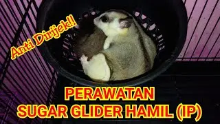 PERAWATAN SUGAR GLIDER HAMIL (IP)