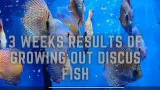 DISCUS FISH GROW OUT