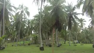 Santa Marta, Tayrona Park - Playa Castilletes (camp)2
