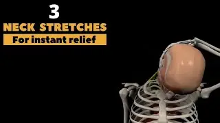 Neck Stretching with Abdominal Muscle Activation | Core + Neck Physiotherapy Exercises