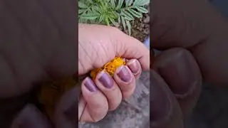 #gardening #flowers #homegardening ##vairalvideo