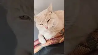 поможете набрать 400 подписчиков? &hearts;️ #cat  #актив #милота #cute #animals  #валера #kitten #моякошка