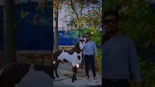 Quality Heavyweight Punjabi of Rustam Goat Farm #goat #bakra #shorts