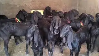 Top Quality Original Beetal Goat Farm / -16000 / 7507922500